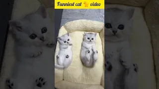 funniest cat 😸 video 2023#shorts #youtubeshorts #trendingshorts #viral #cats #shortsfeed