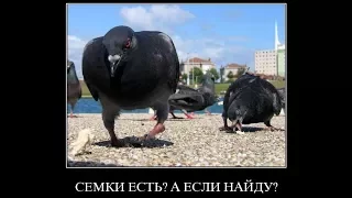 Дерзкий голубь