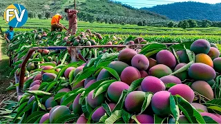 ¡El mango más caro del mundo! Increíble tecnología de cultivo de mangos en Japón