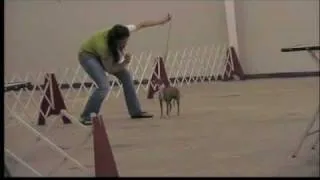 Sounds of a Dog Show Part 2