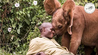 Saving elephants from extinction