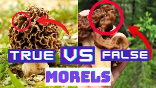 5 differences between true morels and false morels