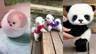 Tik Tok Chó Phốc Sóc Mini 😍 Funny and Cute Pomeranian #142