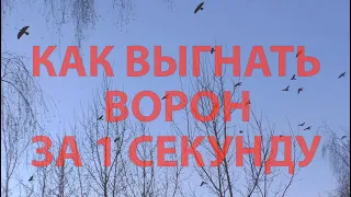 Как выгнать ворон за 1 секунду + крики сотни испуганных ворон для отпугивания других ворон любых