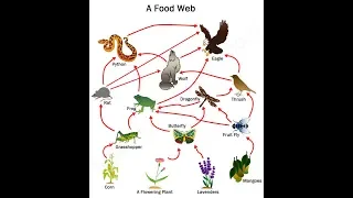 how to draw food web