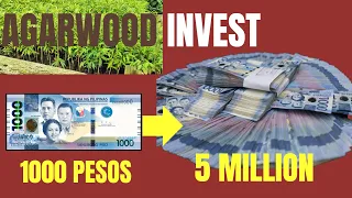 UNDERSTANDING AGARWOOD INVESTMENT - Gawing 5 MILLION ang 1,000 Pesos at Gawing BILLION ang Ph200K.