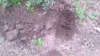 Burying a snake after Killing it 1