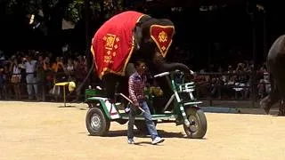 Elephant Cycling