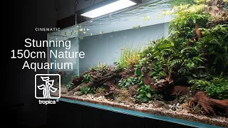 Stunning 150cm Nature Aquarium Aquascape - Relaxing Cinematic