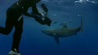 Surrounded by Oceanic White Tipped Sharks | Planet Earth | BBC Studios