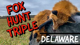 Fox Hunting TRIPLE up using foxpro calls: Self Filmed