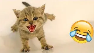 فيديوهات حيوانات مضحكة 2023 😂 - المرح مع اطرف القطط والكلاب 😺😍 #8