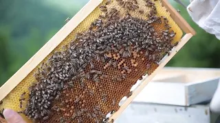 Bosnian beekeepers forced to rip up the rule book due to climate change