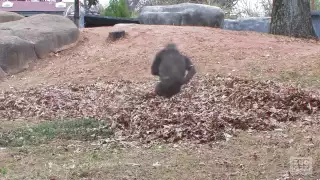 Gorillas playing in leaves