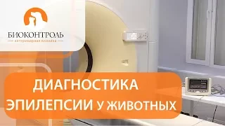 Эпилепсия у животных. 🏥 Причины и лечение эпилепсии у животных. Биоконтроль.