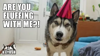 Shocked My Husky With A Party For His Best Friend!