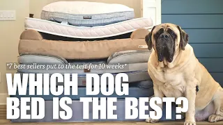 Which is the Best Dog Bed for Large Dogs? | 7 Most Popular Beds Tested for 10 Weeks | RESULTS!!