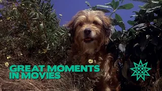 Great Moments in Movies: Benji the Hunted (1987)