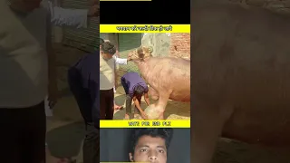 भगवान करे जल्दी ठीक हो जाये😢🙏 ||#viral #short #rescue #animals #ytshorts #FTFACT #cow #dogvideo