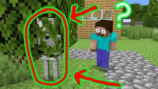 Monster School : Hide and Seek - Funny Minecraft Animation