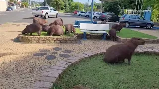 Família de capivaras 'brincam' em praça de Tietê