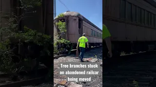 Tree branches stuck on abandoned railcar!