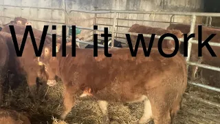 Will it work?Treating heifer again
