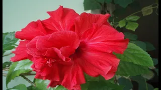 Гибискус (китайская роза) - формируем крону, заготавливаем черенки. //Hibiscus (Chinese rose)//