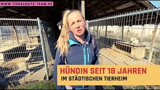 Seit 18 Jahren ist diese Hündin in dem Tierheim