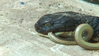 뱀을 잡아먹는 뱀 킹코브라!🐍 겁도 없이 독사를 노렸던 사람의 최후 | KBS TV탐험 놀라운 아시아 070130 방송