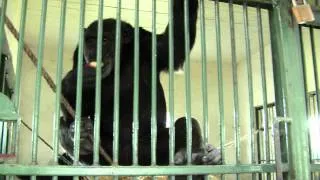 Baby chimpanzee rescue from South Sudan