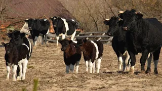 Cows became wild in Chornobyl Exclusion Zone.