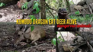 KOMODO DRAGON ATTACK AND EAT ALIVE DEER - ANIMALS ( Rinca Island - Komodo Island)