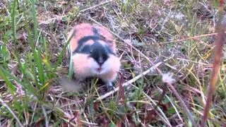 Angry lemming attacking camera