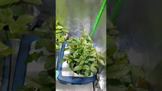 Bully plants for 30 days test. =)