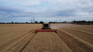 Claas Tucano 470 ┃Snape, Suffolk ┃Wheat Harvest