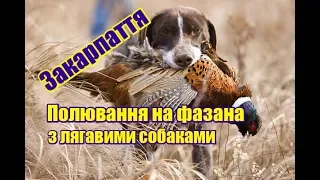Полювання на фазана з різними породами лягавих собак | Закарпаття
