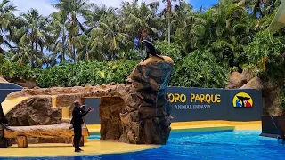 Tenerife - Loro Parque | ZOO | Dophin, Orca & Sea lion show | Travel video