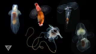 Pteropods: Swimming snails of the sea