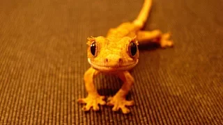 Like A BOSS - Funny and Adorable Leopard   Crested Geckos Compilation 2018