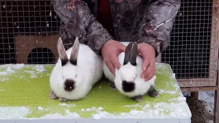 Как отличить породистого кролика от смесового
