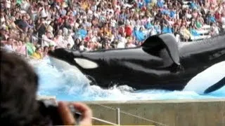 'Blackfish' Documentary Takes On Seaworld