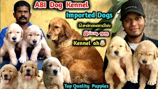 வீடு🏡fulla Dogs ah🤯 | ABI DOG kennel | adorable puppies | Home breeding puppies | dog lovers #dogs