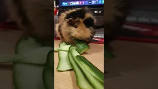 Эмма 156 🐾🐾Морская свинка  guinea pig