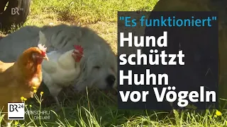 "Es funktioniert": Kein Hühner-Riss mehr, seit Hund Otto da ist | BR24