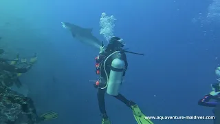 Diving with Tigersharks in Addu Maldives