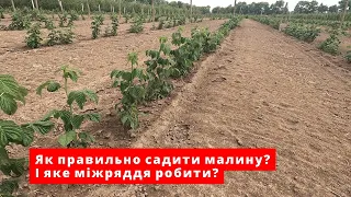 Як посадити малину. Міжряддя малини. Найкращий варіант посадки. Как посадить малину, междурядья