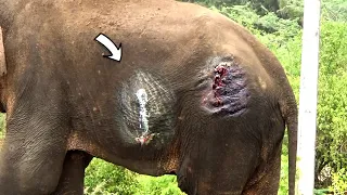 Heartwarming! Elephant injured with trap gun and got abscess in the body, Received treatment