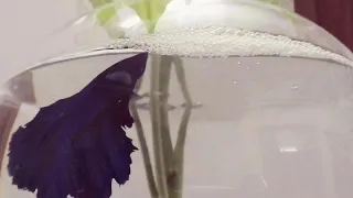 Betta fish making bubble nest (slow-mo)