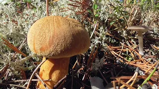 Собираю грибы. Много грибов. Одна в лесу#1